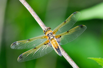 Dragonfly