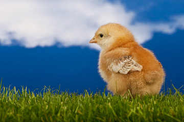 Baby chicken