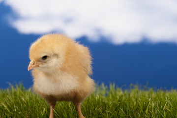 baby chicken