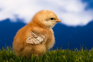 Baby chicken