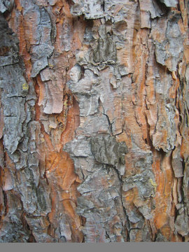 bark of pine-tree