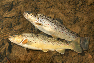 trouts