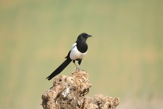 Urraca posada