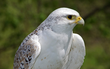 Gerfalke - Stolz der Könige