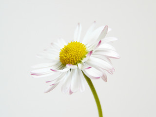 Gänseblümchen IV