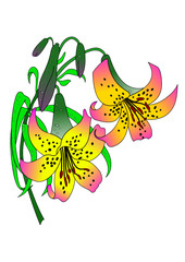 grosse Blume mit Regentropfen