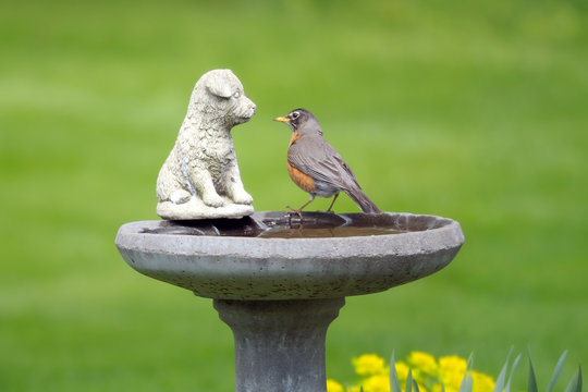 American robin perched on a birdbath