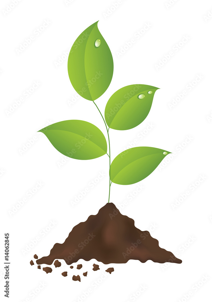 Wall mural Green plant isolated on a white background. Vector illustration.