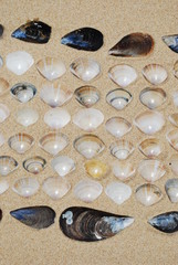 Seashells background on sand