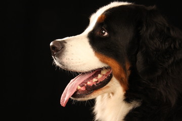 Berner Sennenhund © Tierfoto-Graf