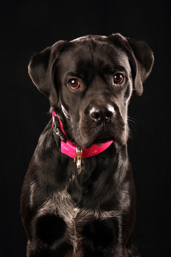 Boxermischling