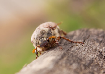 May-bug beetle