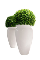 Vases with buxus isolated on white background