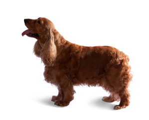 cocker spaniel