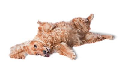 cocker spaniel