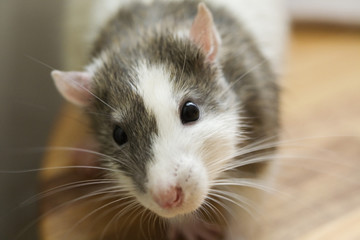 Rat