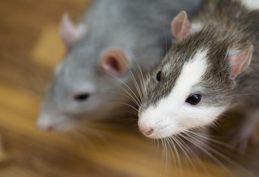 Rats