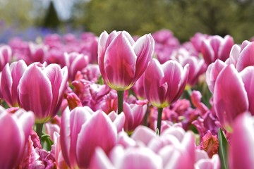 Obraz premium Tulipany na łące