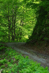 Fototapeta premium 森の道