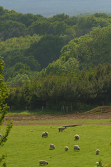 Fototapeta premium Countryside view with grassland livestock sheeps