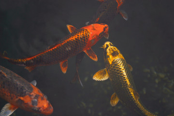 Koi Fish photos, royalty-free images, graphics, vectors & videos