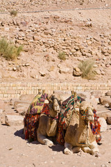 Two camels in Petra