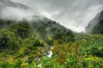 rainforest landscape