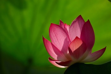 Lotus