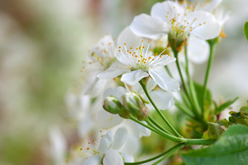 blossoms