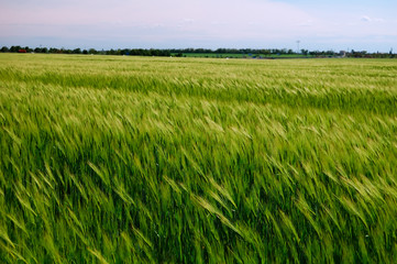 young wheat