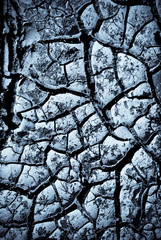 Cracked mud texture