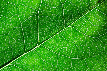 Close up of bright green leaf