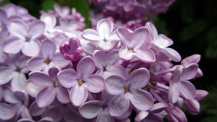 parfum de lilas