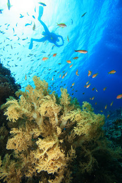 Scubadiver silhouette over coral reef