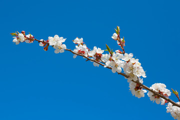 Blossoming branch of the tree