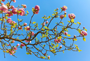 Magnolia branch