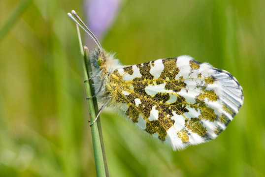 Close-up of Orange tip butterfly (female)