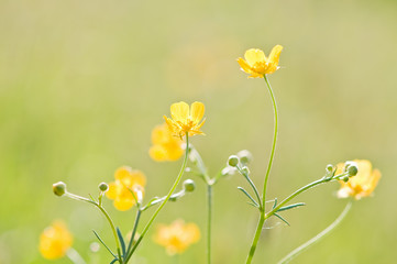 buttercup