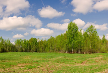 summer landscape with birch forest and clouds