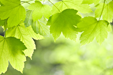 Fototapeta na wymiar leafs