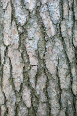 Bark