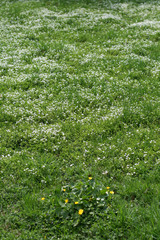 Meadow as background