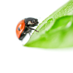 ladybug