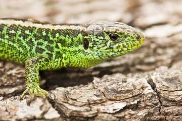 lizard