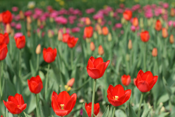 Tulips