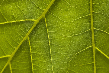 leaf