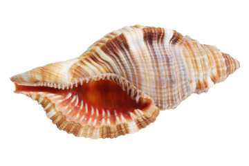 Shell