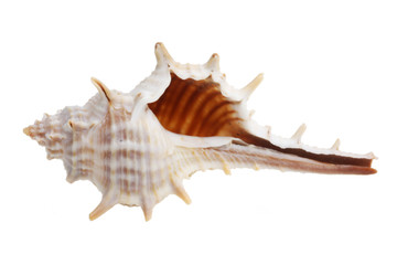 Shell