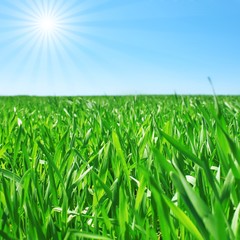 Obraz premium Meadow