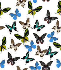 tropical butterfly background